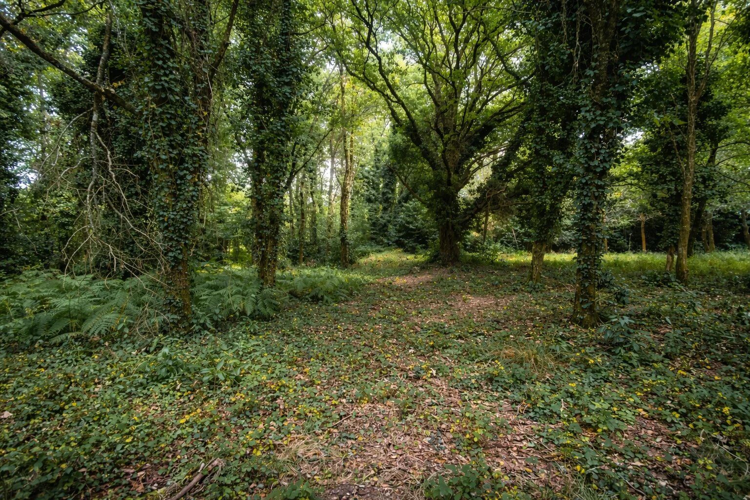 Le sous-bois du terrain, allée naturelle sous les chênes