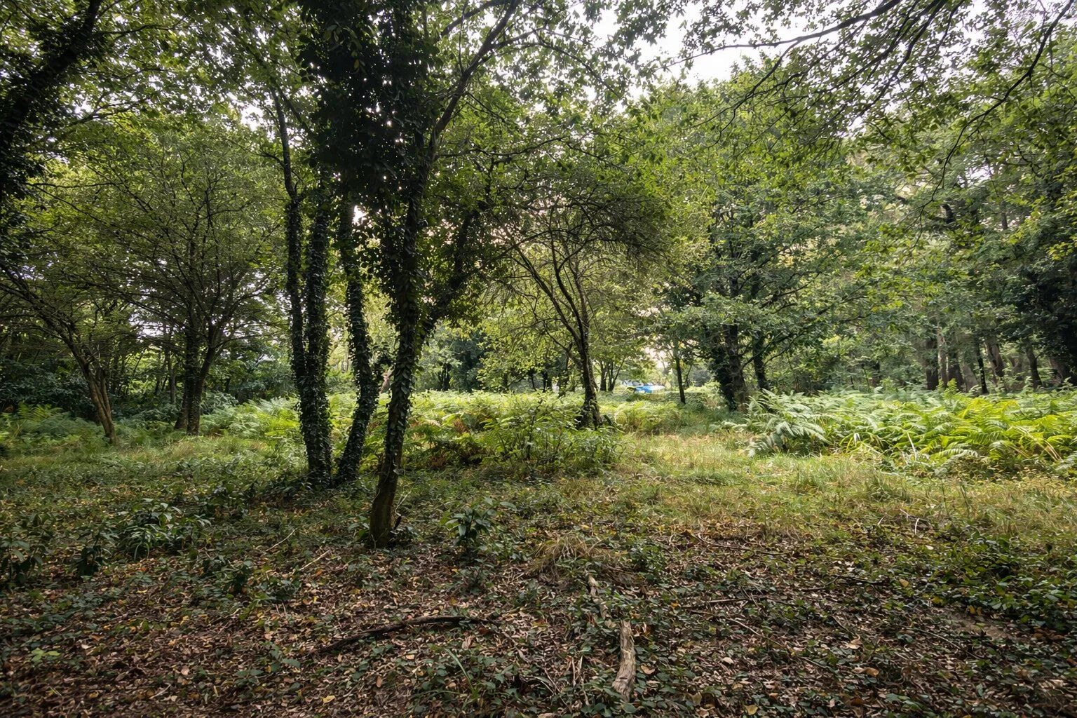 Le sous-bois du terrain